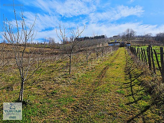TURYAP KÖRFEZDEN BÖĞÜRGEN SEFERLERDE SATILIK 14.381 m2 FINDIKLIK