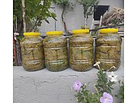 Sultaniye Cinsi Üzüm Bağlarından Kuru Baskı ve Salamura Yaprak..