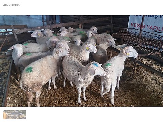 Koc Ozgur Adak Kurban Yeri Uygun Fiyat Ucretsiz Kesim Hizmeti Sahibinden Comda 879303053