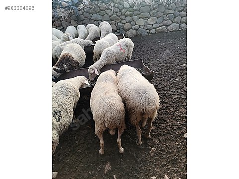 koyun satilik koyun sahibinden comda 983304096 koyun satilik koyun sahibinden comda 983304096