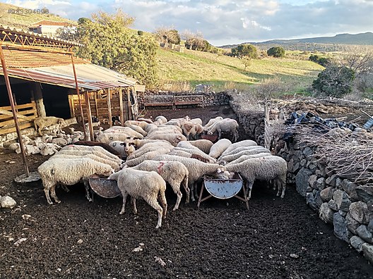 koyun satilik koyun sahibinden comda 983304096 koyun satilik koyun sahibinden comda 983304096