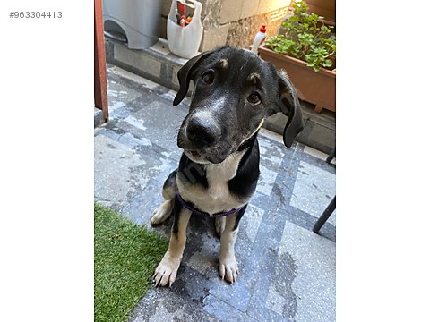Kopek Diger Irklar Kizimiza Omurluk Yuva Ariyoruz Sahibinden Comda 963304413