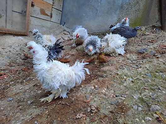 Tavuk Satilik Sus Tavuklari Sahibinden Comda 963305263 Tavuk Satilik Sus Tavuklari Sahibinden Comda 963305263