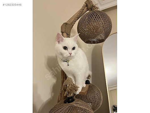 2-6 yaş grubu oyun ve gelişimsel eğitimler