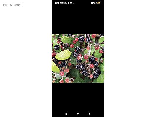 İkinci El ve Sıfır Alışveriş / Bahçe & Yapı Market / Bahçe / Bitki & Çiçek / Fidan & Çalı