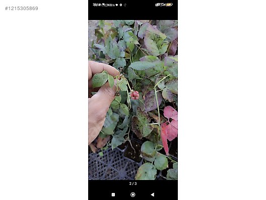 İkinci El ve Sıfır Alışveriş / Bahçe & Yapı Market / Bahçe / Bitki & Çiçek / Fidan & Çalı