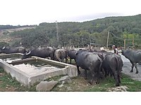 satilik manda cinsleri ve fiyatlari sahibinden com da