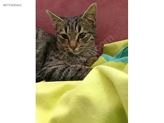 Cats Tekir Kedi Sahiplendirme Konya At Sahibinden Com 975306842