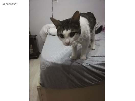 kedi tekir izmir tekir cok tatli sahibinden comda 978307551 kedi tekir izmir tekir cok tatli sahibinden comda 978307551