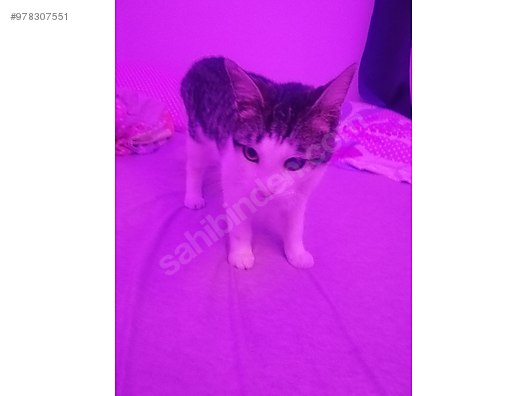 kedi tekir izmir tekir cok tatli sahibinden comda 978307551 kedi tekir izmir tekir cok tatli sahibinden comda 978307551