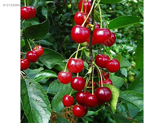 İkinci El ve Sıfır Alışveriş / Bahçe & Yapı Market / Bahçe / Bitki & Çiçek / Fidan & Çalı