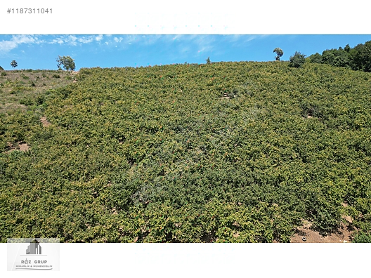 YATIRIMLIKK FIRSATT VERİMLİ MANZARALI EV YAPILABİLİR BAHÇE #1187311041