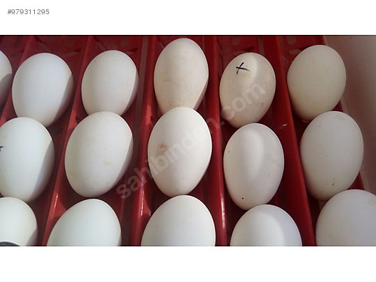 kuluckalik yumurta linda ve cin dollu kaz yumurtasi sahibinden comda 979311295 kuluckalik yumurta linda ve cin dollu kaz yumurtasi sahibinden comda 979311295