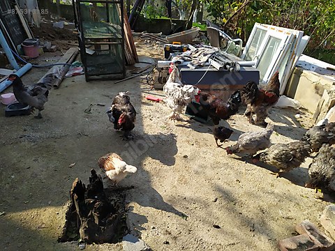 Tavuk Sahibinden Satilik Tavuk Ve Horozlar Sahibinden Comda 875313185