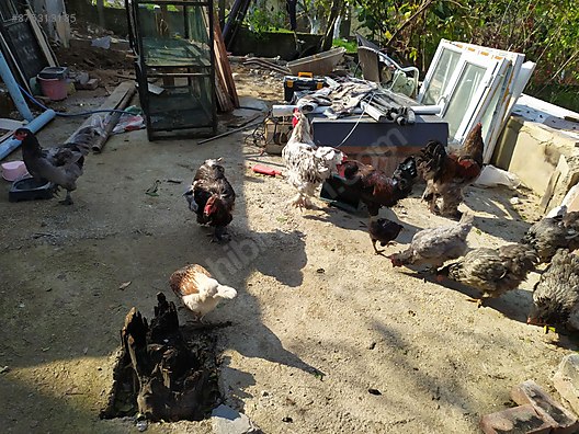 Tavuk Sahibinden Satilik Tavuk Ve Horozlar Sahibinden Comda 875313185