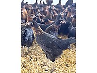 KILAVUZA YAKIN SAFKAN ATAKS LOHMAN SASO YARKALARIMIZ SATIŞTA... #1283314404