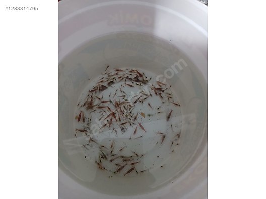 Pets & Livestock / Marine Animals / Shrimp