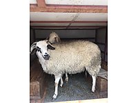 ANKARA ADAKLIK KURBAN CUMARTESİ PAZAR AÇIĞIZ #918315272