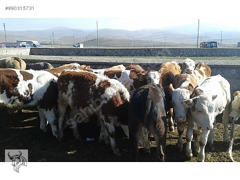 Boga Kars Hayvan Pazari Besilik Dana Temin Edilir Sahibinden Comda 890315731