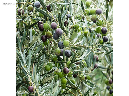 Used & Brand New Items / Foods & Feed / Delicatessen / Olive Oil