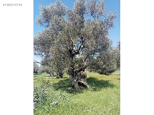 Used & Brand New Items / Foods & Feed / Delicatessen / Olive Oil