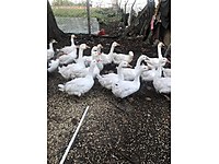 İyi besili #1283317380