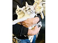 Shortair anne ve 4 yavrusunu ücretsiz sahiplenme #1281317697