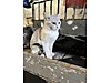 Pets & Livestock / Pets / Cats / British Shorthair