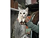 Pets & Livestock / Pets / Cats / British Shorthair