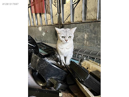 Pets & Livestock / Pets / Cats / British Shorthair