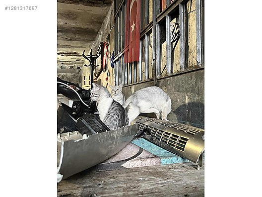 Pets & Livestock / Pets / Cats / British Shorthair