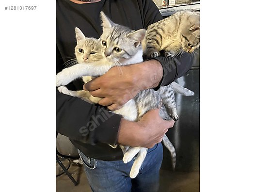 Pets & Livestock / Pets / Cats / British Shorthair