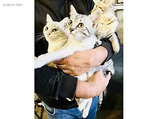 Pets & Livestock / Pets / Cats / British Shorthair