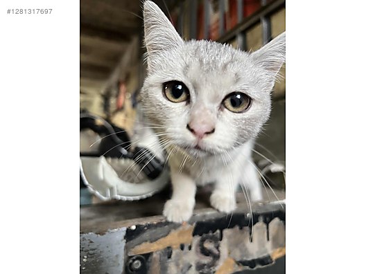 Pets & Livestock / Pets / Cats / British Shorthair