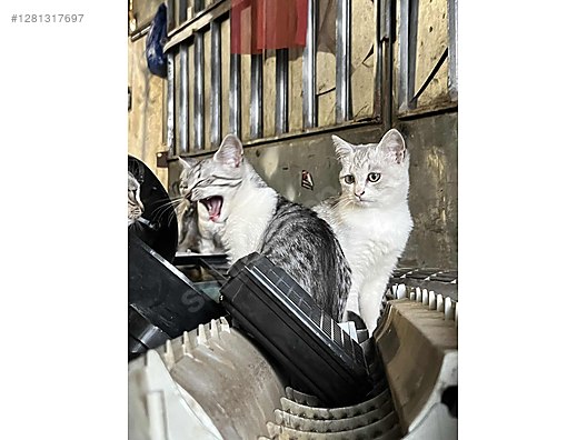 Pets & Livestock / Pets / Cats / British Shorthair