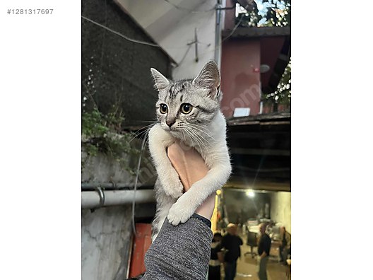 Pets & Livestock / Pets / Cats / British Shorthair