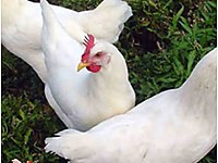 Kemalpasa Satilik Tavuk Cinsleri Ve Fiyatlari Sahibinden Com Da