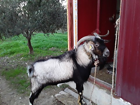 keci damizlik alpin teke sahibinden comda 980320064 keci damizlik alpin teke sahibinden comda 980320064