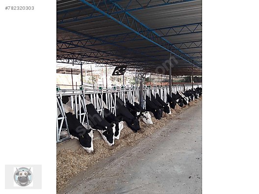 Cift Acilir Sessiz Buyukbas Kilit Sistemi Sahibinden Comda 782320303