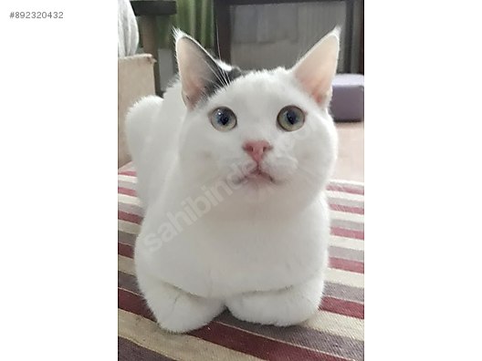 Kedi Ankara Russian Blue Ve Ankara Melezi Asili Karneli 1yas Oglumuz Aristo Sahibinden Comda 892320432