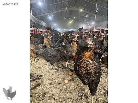 Ameraucana Tavuk Fiyatları Sahibinden