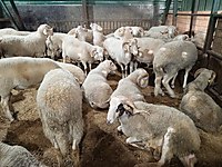 4000 TL - VEKALETLE KESİM YAPILIR VİDEOLARI SİZLERE GÖNDERİLİR #1283321464