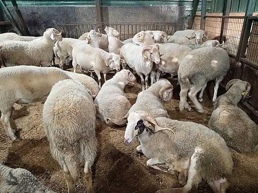 Hayvanlar Alemi / Küçükbaş Hayvanlar / Koç