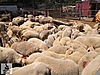 Pets & Livestock / Small Livestock / Rams