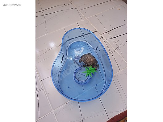 wholesale lots su kaplumbagasi caretta at sahibinden com 950322538 wholesale lots su kaplumbagasi caretta at sahibinden com 950322538