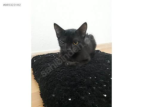 Kedi Bombay 3 5 Aylik Tek Gozlu Kiz Sahibinden Comda 965323162
