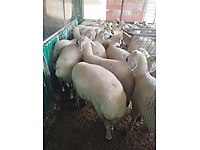 ***ADAK KURBAN AKİKA SATIŞ VE KESİM MERKEZİ KESİM ÜCRETSİZ*** #1283324175