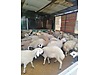 Pets & Livestock / Small Livestock / Rams