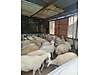 Pets & Livestock / Small Livestock / Rams