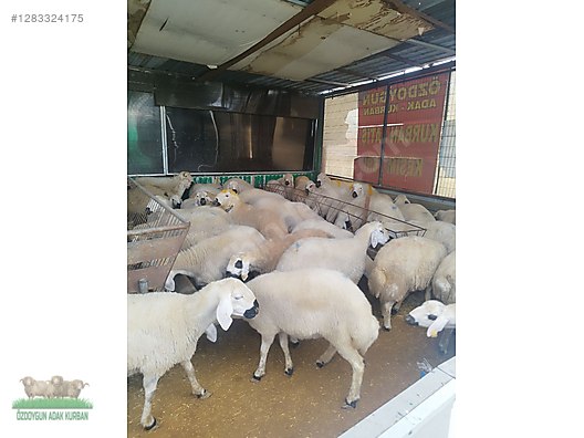 Pets & Livestock / Small Livestock / Rams